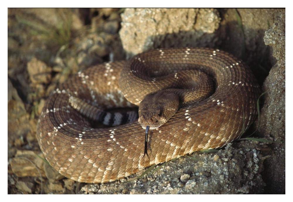 Red Rattlesnake sensing with its tongue, Baja, Mexico-Paper Art-20x14”