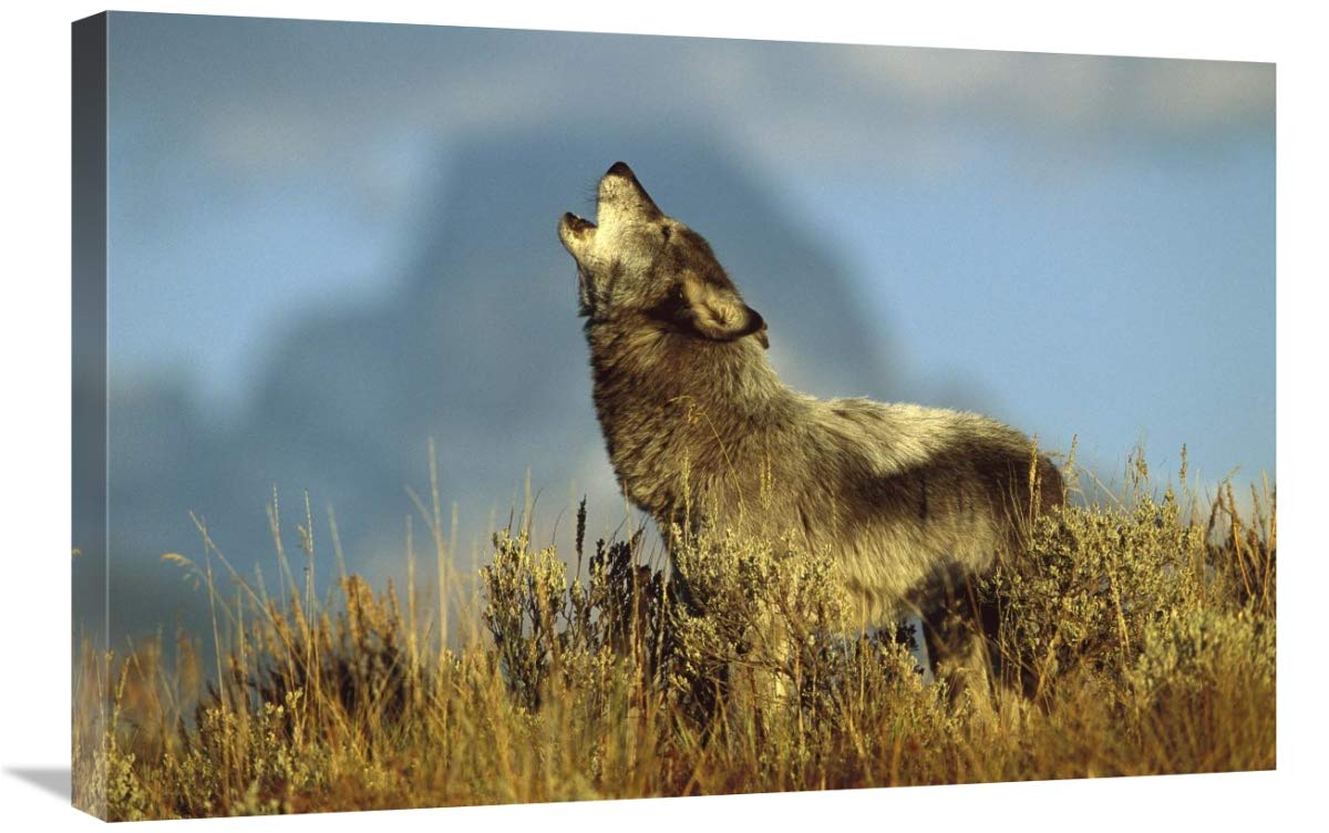 Timber Wolf adult howling, Teton Valley, Idaho-Canvas Art-30x20”
