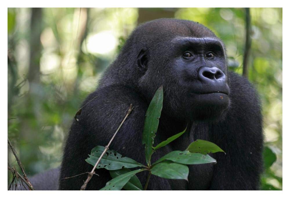 Silverback Gorilla, Gabon-Paper Art-20x14”