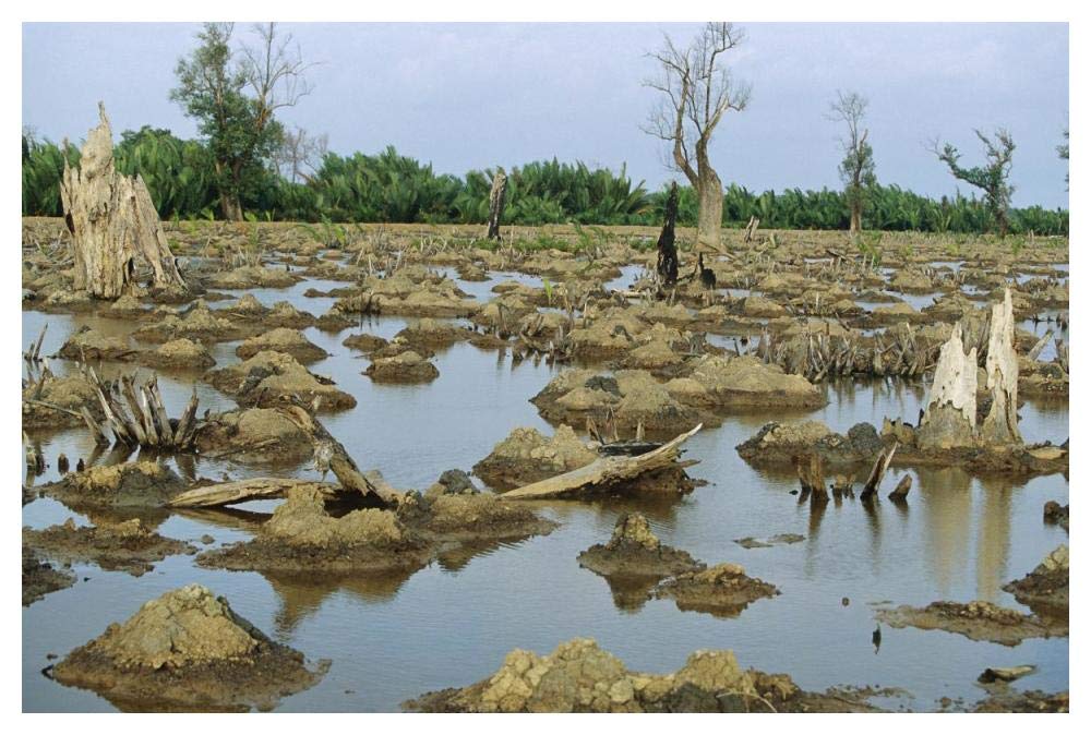 Mangrove in Mahakam Delta 80% destroyed in 2001 because of tiger shrimp farm, East Kalimantan, Indonesia-Paper Art-50x34”