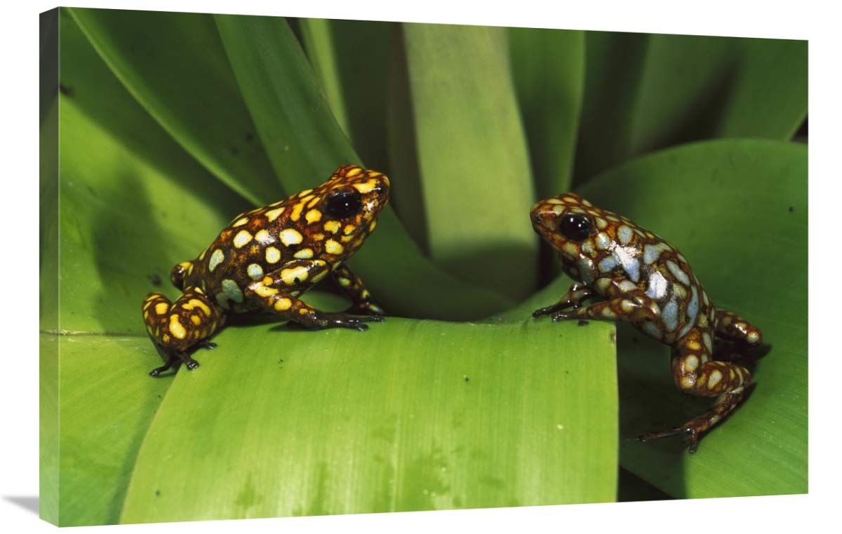 Splendid Poison Dart Frogs, Choco Rainforest, Esmeraldas Province,  Ecuador-Canvas Art-36x24”