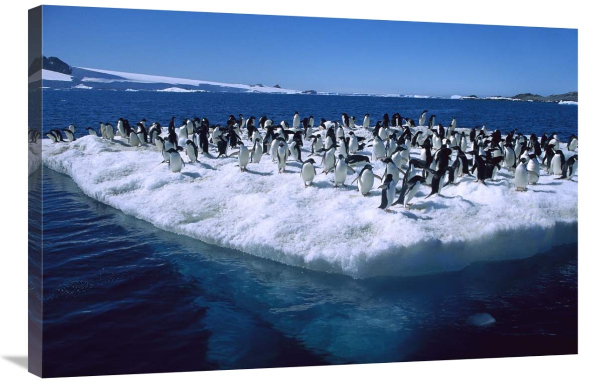Adelie Penguins on icefloe in Hope Bay, Antarctic Peninsula, Antarctica-Canvas Art-36x24”