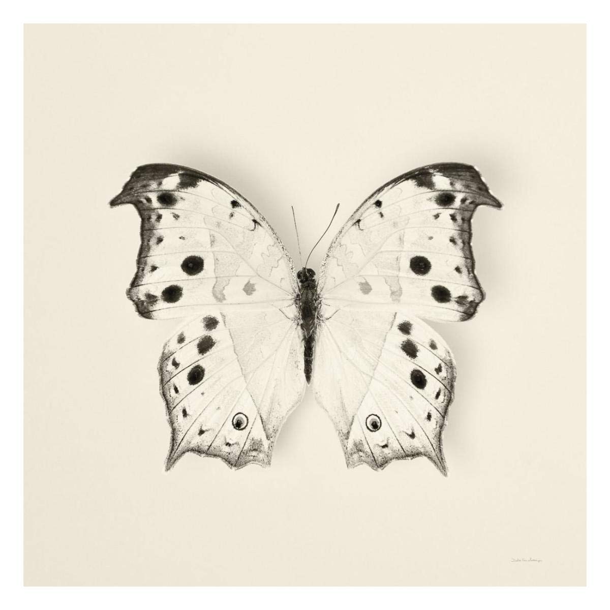 Butterfly IV - BW -Paper Art-26x26”