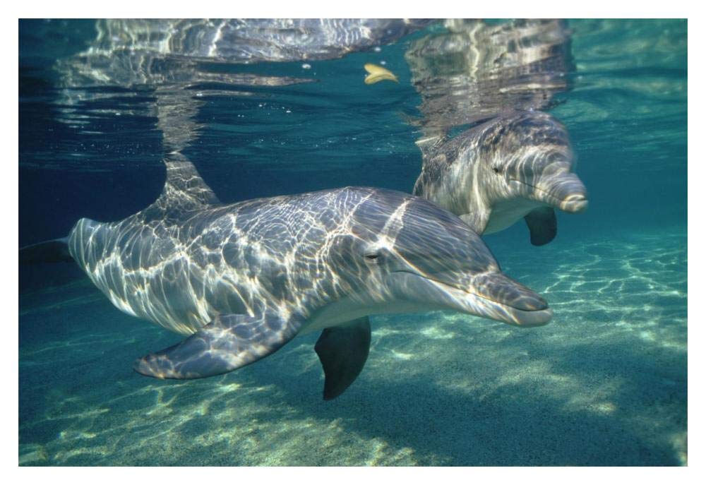Bottlenose Dolphin underwater pair, Hawaii-Paper Art-20x14”