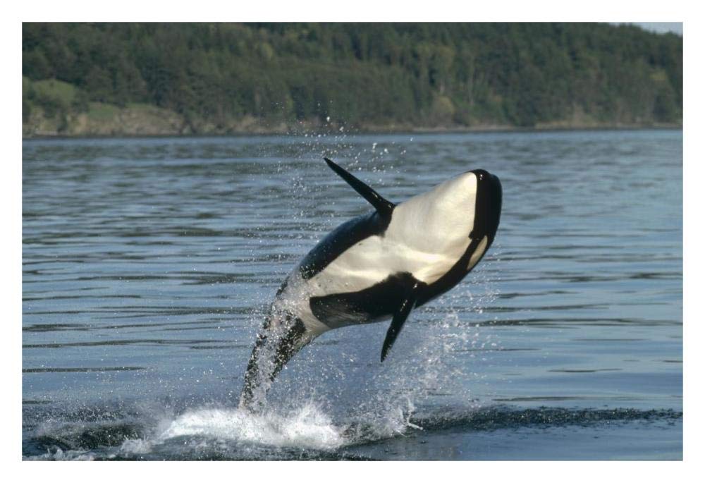 Orca breaching along the Inside Passage, Alaska-Paper Art-32x22”