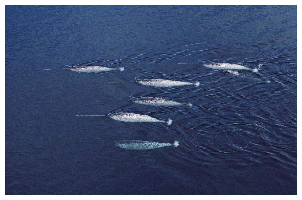 Narwhal pod aerial, Lancaster Sound, Canada-Paper Art-62x42”