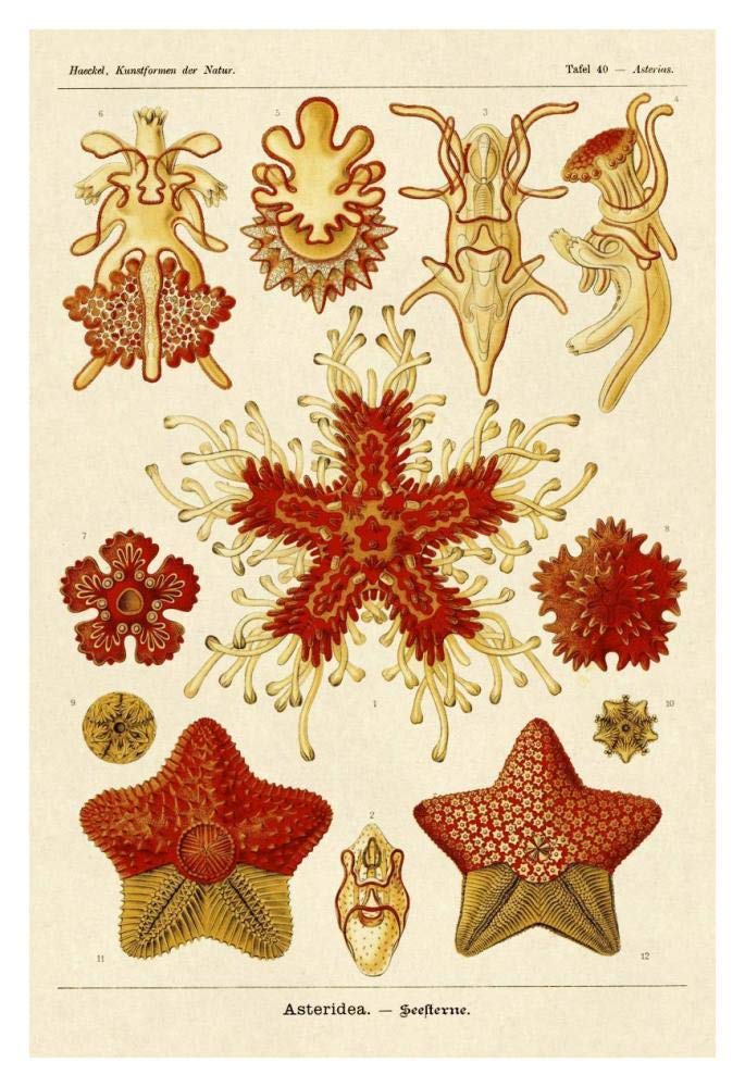 Haeckel Nature Illustrations: Starfish-Paper Art-26x38”