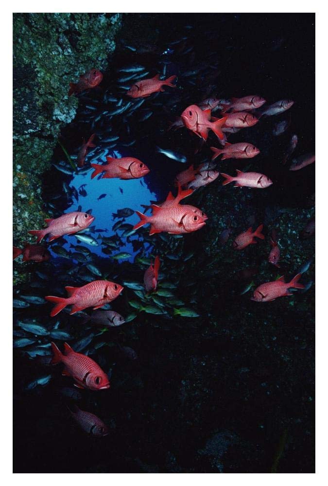 Squirrelfish schooling at reef, Cocos Island, Costa Rica-Paper Art-14x20”