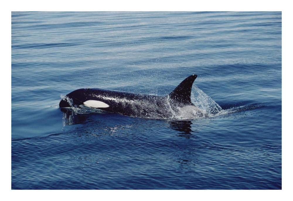 Orca surfacing, Johnstone Strait, British Columbia, Canada-Paper Art-26x18”