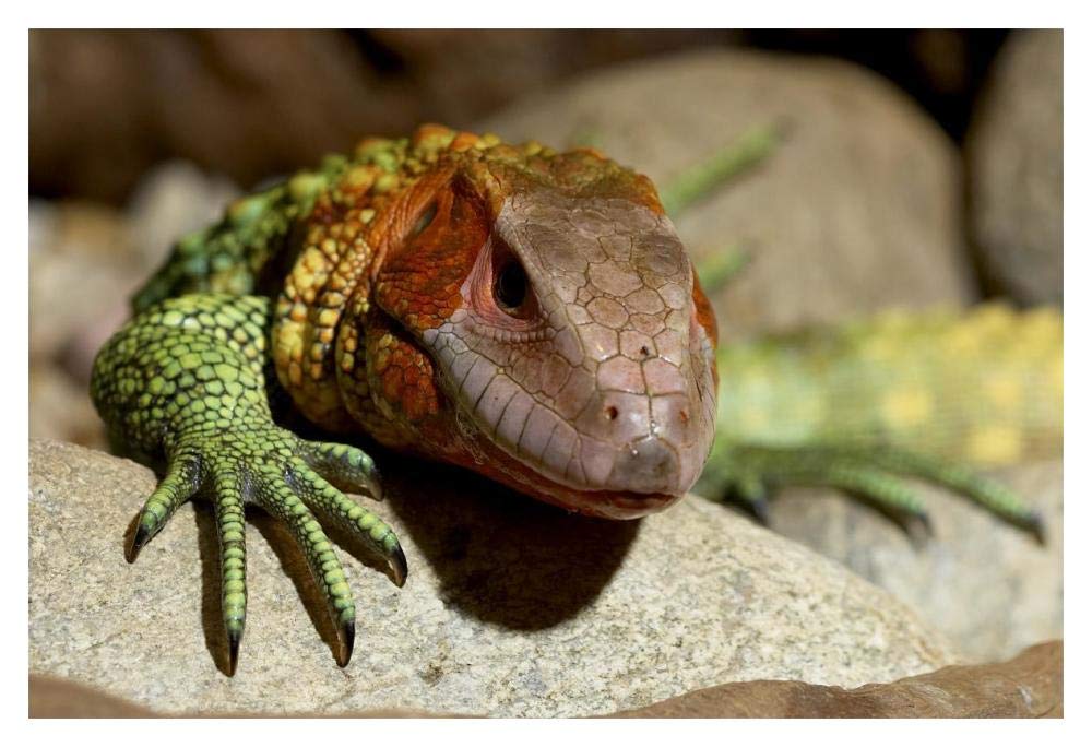 Guyana Caiman Lizard portrait, native to Guyana-Paper Art-20x14”