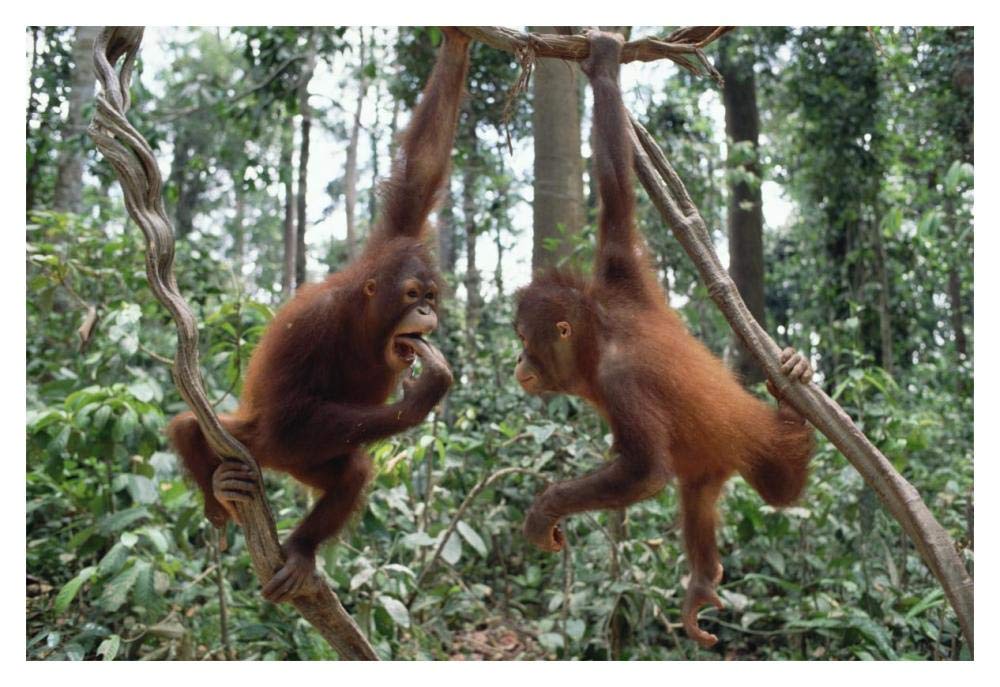 Orangutan pair playing in trees, Borneo-Paper Art-20x14”