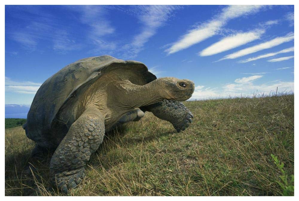 Galapagos Tortoise on caldera rim, Alcedo Volcano, Isabella Island, Galapagos Islands, Ecuador-Paper Art-62x42”