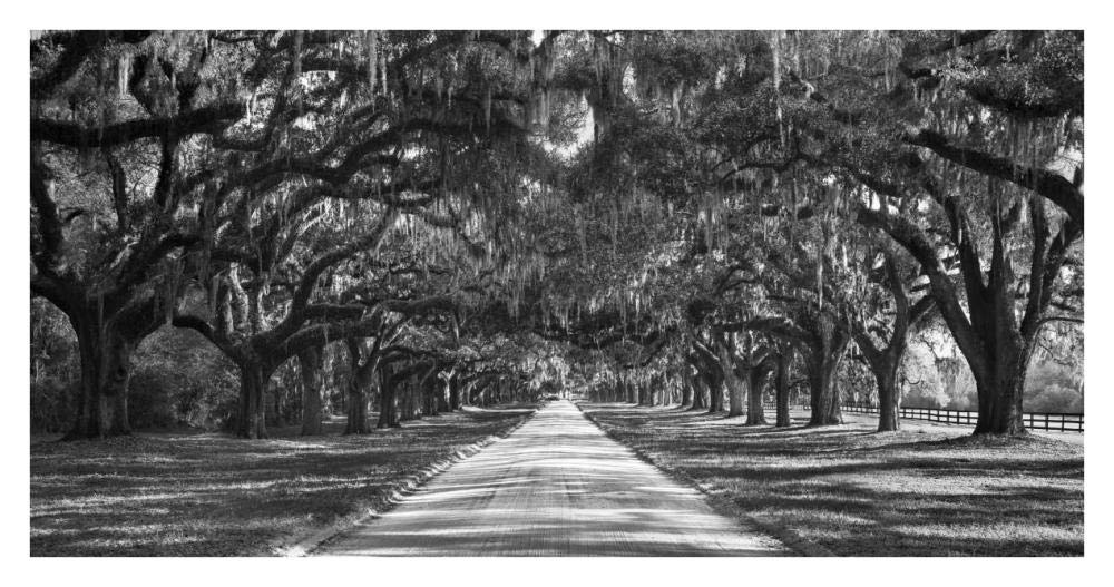 Tree lined plantation entrance,  South Carolina-Paper Art-38x20”