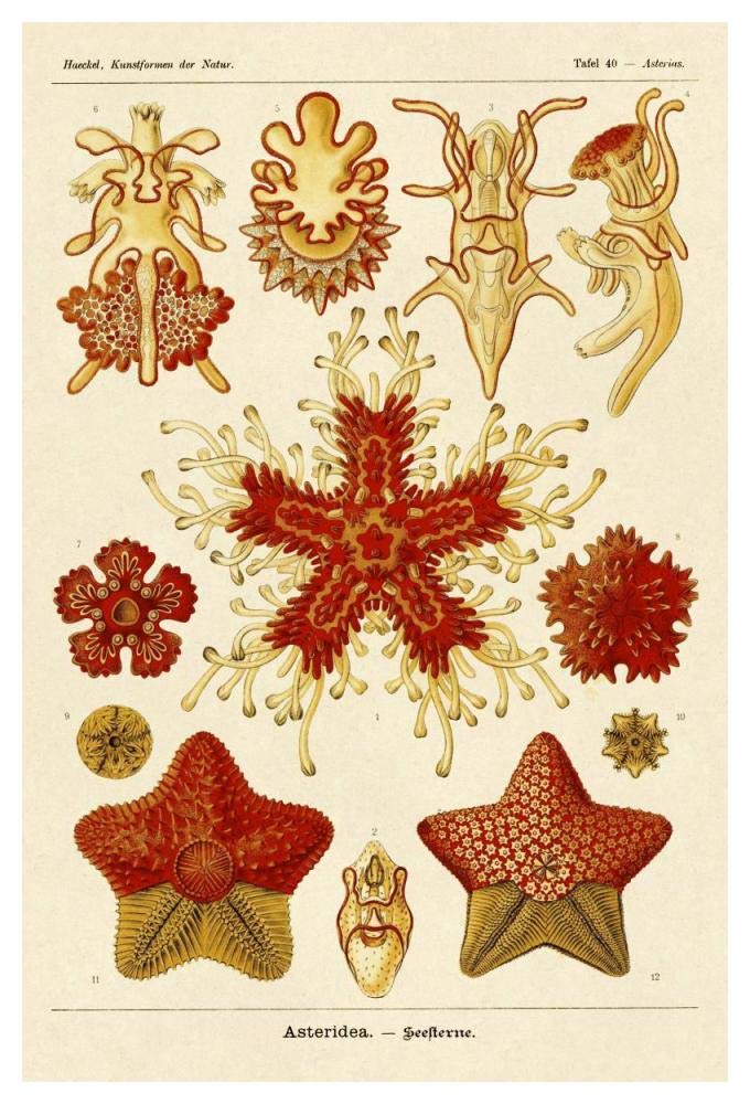Haeckel Nature Illustrations: Starfish-Paper Art-34x50”