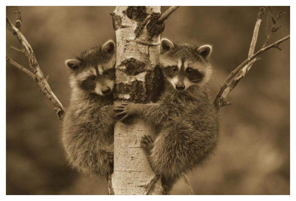 Raccoon two babies climbing tree, North America - Sepia-Paper Art-50x38”