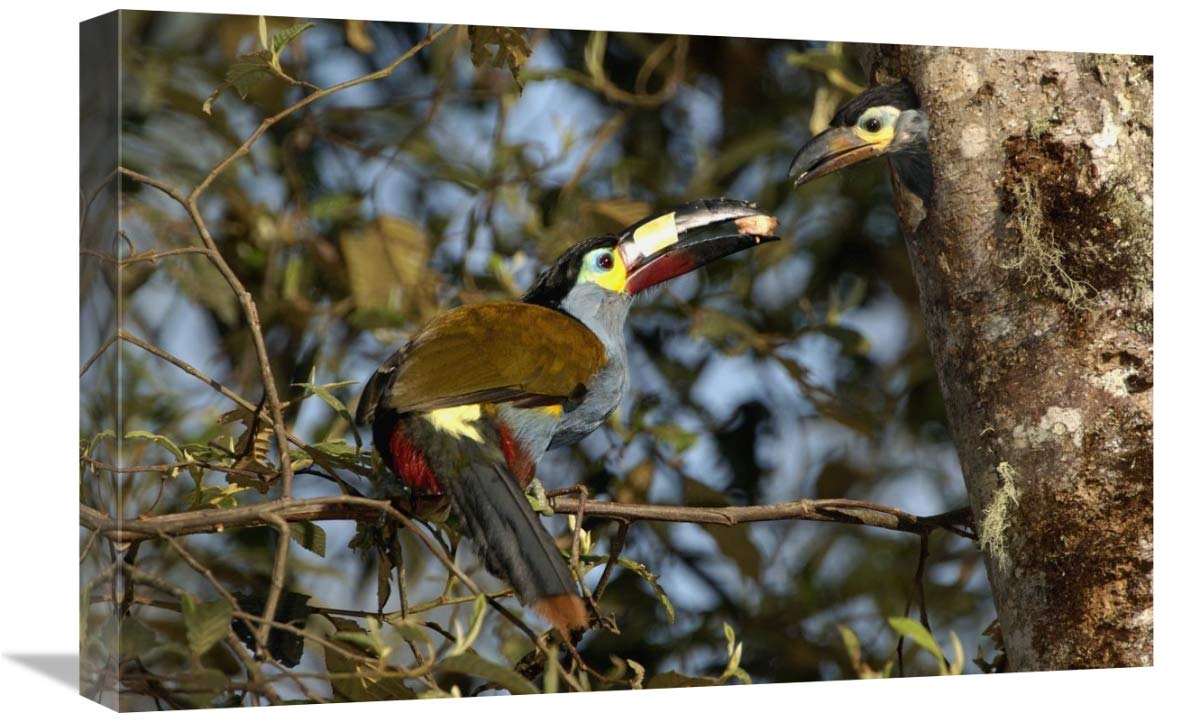 Plate-billed Mountain Toucanfeeding young, Andes Mountains, Ecuador-Canvas Art-24x16”