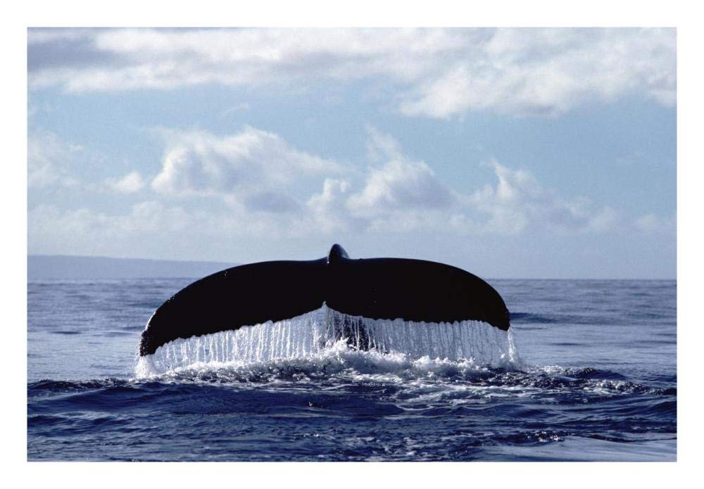 Humpback Whale tail-Paper Art-26x18”