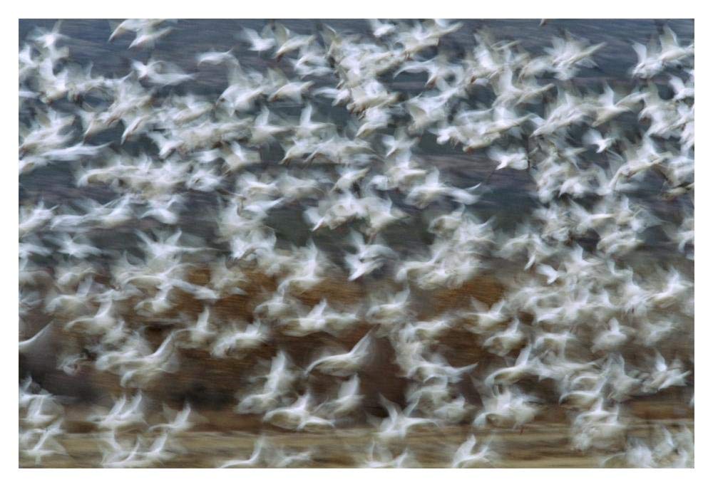 Snow Goose flock taking flight, Bosque del Apache National Wildlife Refuge, New Mexico-Paper Art-20x14”