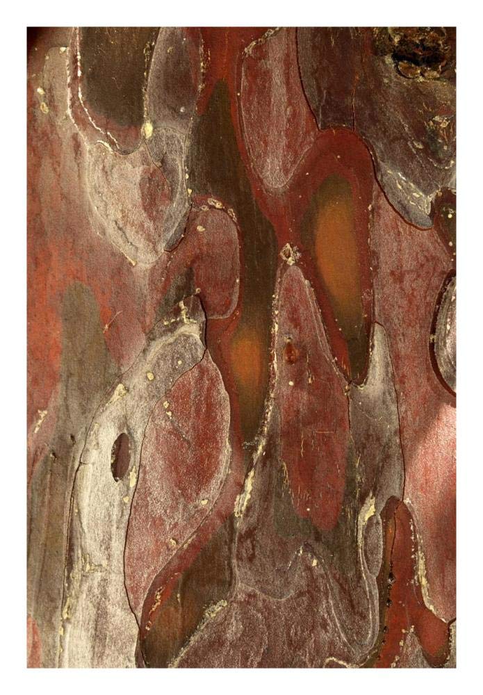 Monterey Cypress, bark detail, France-Paper Art-18x26”