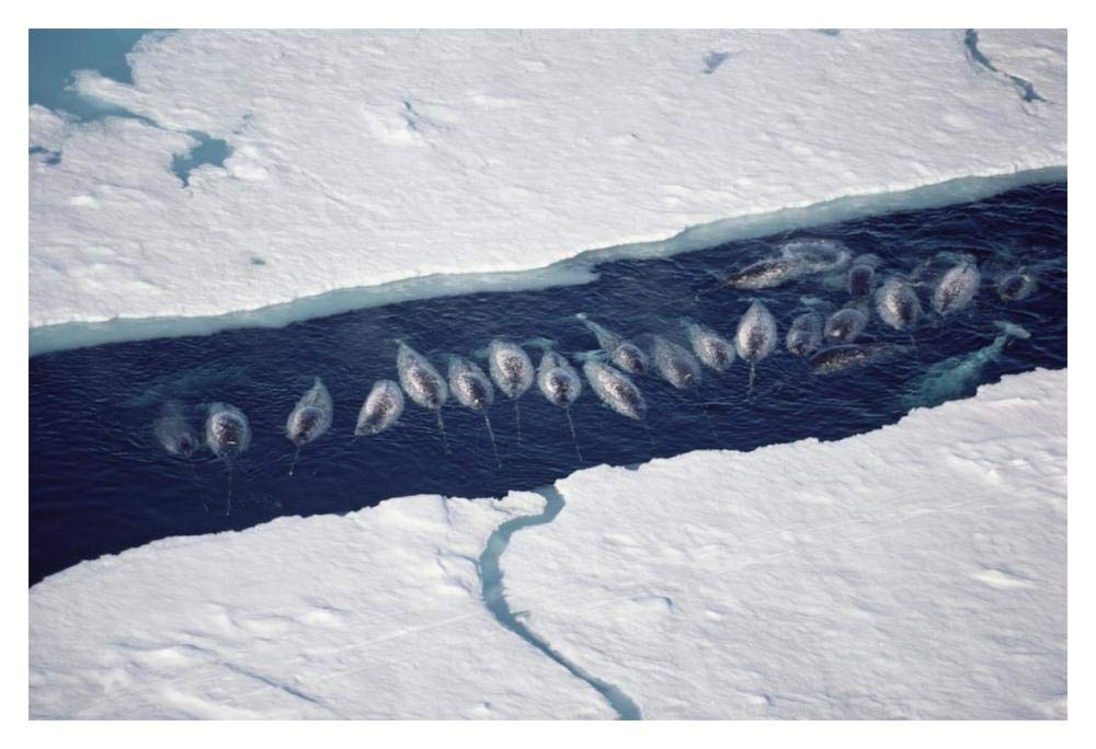 Narwhal group in ice break-Paper Art-20x14”