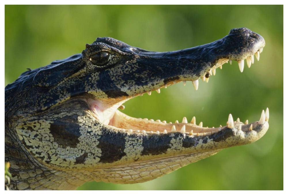 Jacare Caiman or Paraguay Caiman thermoregulating by opening jaws, Pantanal, Brazil-Paper Art-62x42”