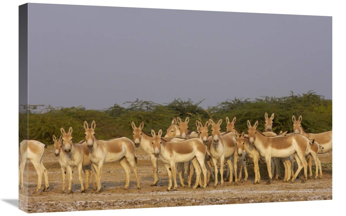 Indian Wild Ass herd in arid habitat, Rann of Kutch, Gujarat, India-Canvas Art-30x20”