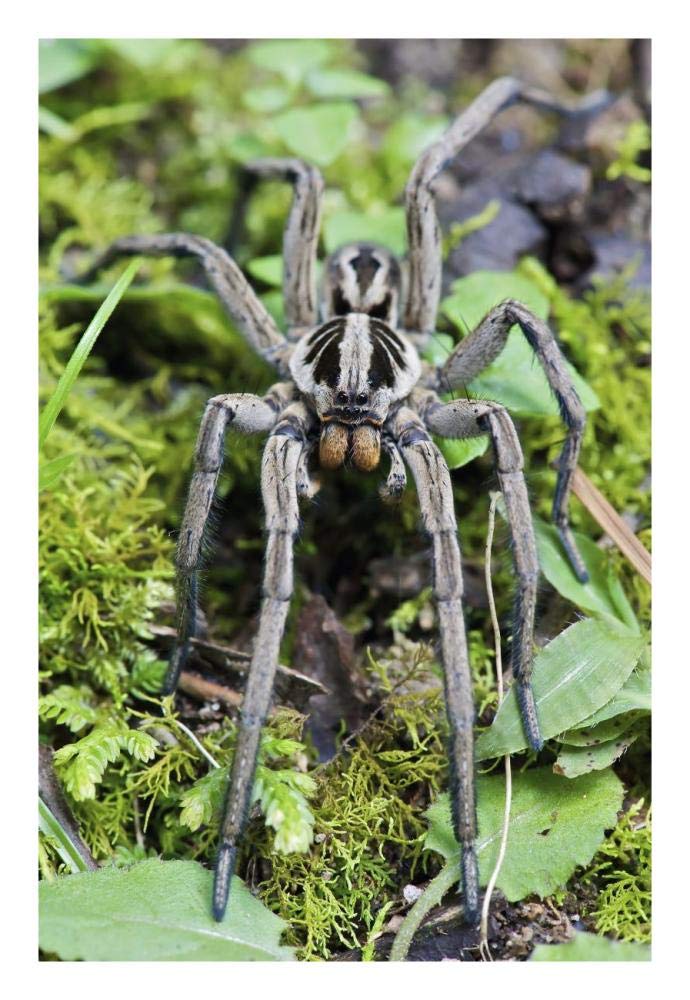 Wolf Spider male, Mindo, western slope of Andes, Ecuador-Paper Art-18x26”