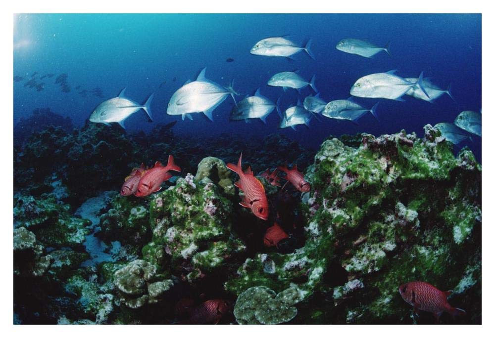 Cavalla and Squirrelfish schools patrolling reef, Cocos Island, Costa Rica-Paper Art-38x26”