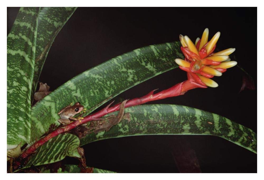 Frog on Guzmania Bromeliad western lowlands, Colombia-Paper Art-20x14”