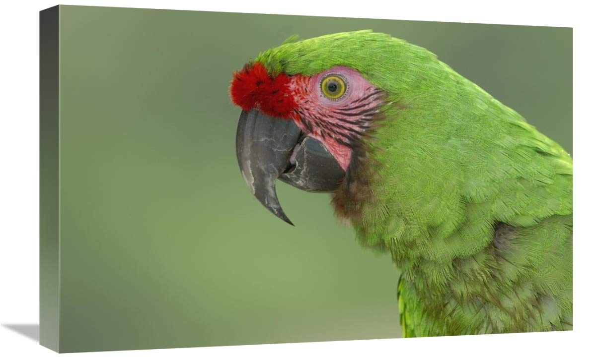 Military Macaw portrait, Amazon rainforest, Ecuador-Canvas Art-24x16”