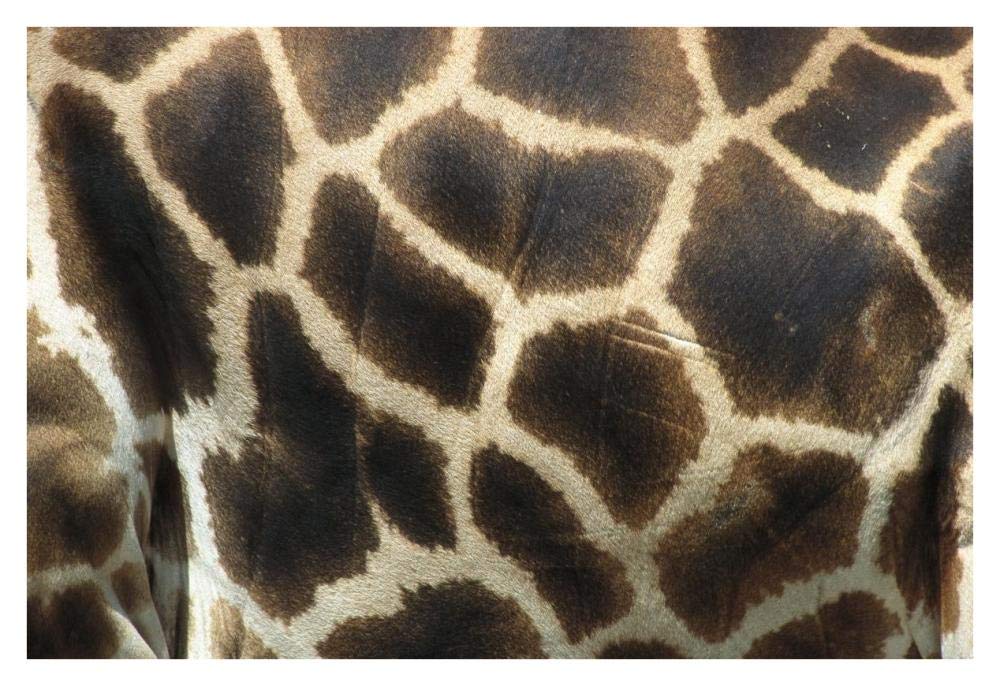 Rothschild Giraffe detail of coat pattern, native to Uganda and Kenya-Paper Art-38x26”