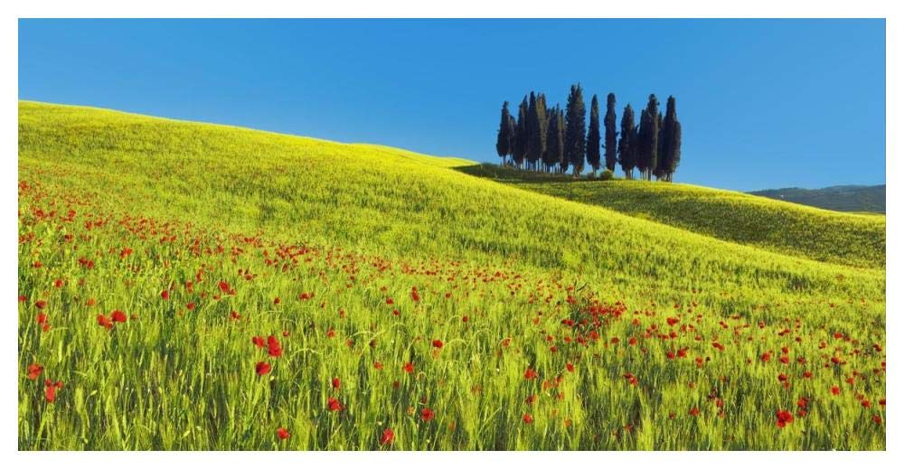 Cypress and corn field, Tuscany, Italy-Paper Art-50x26”