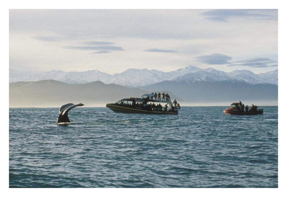 Sperm Whale fluke and tourists watching from boat, New Zealand-Paper Art-32x22”
