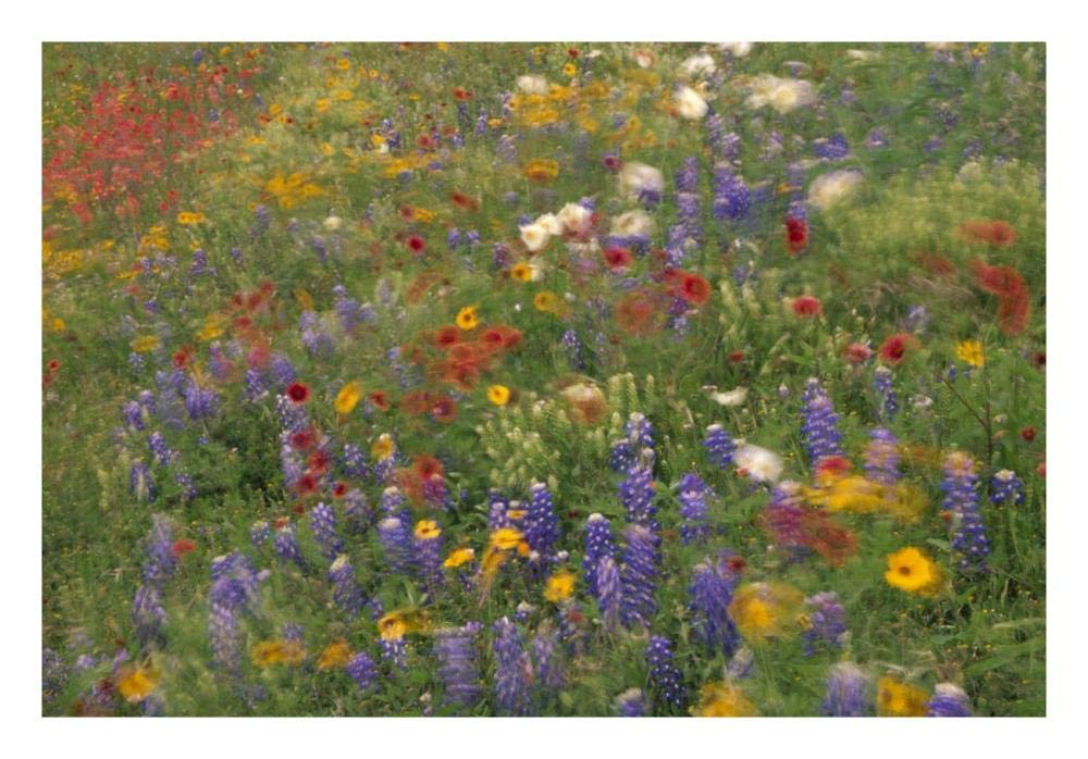Wildflowers blowing in the wind, Hill Country, Texas-Paper Art-26x18”