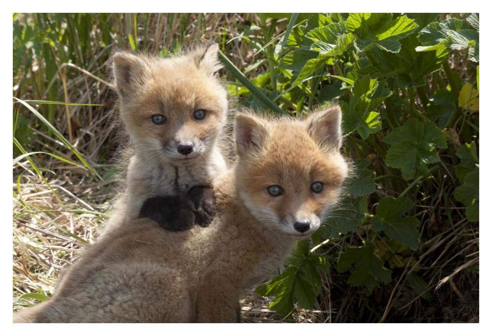 Red Fox kits playing, Katmai National Park, Alaska-Paper Art-20x14”