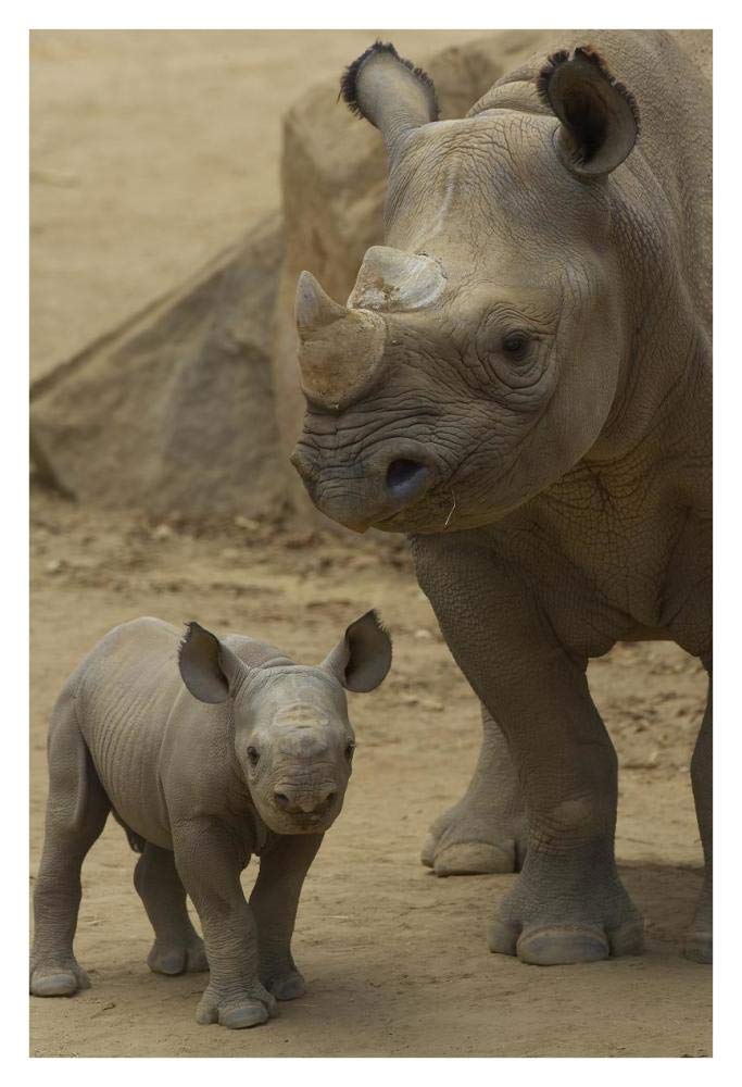 Black Rhinoceros mother and calf, native to Africa-Paper Art-26x38”