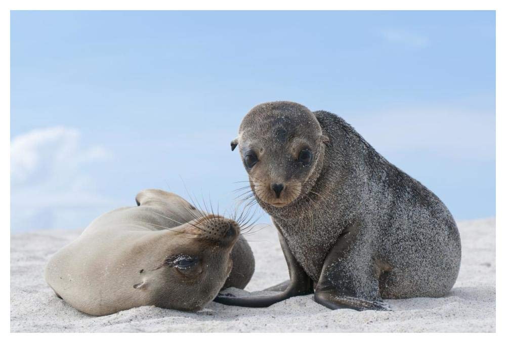 Galapagos Sea Lion female and pup, Galapagos Islands, Ecuador-Paper Art-50x34”