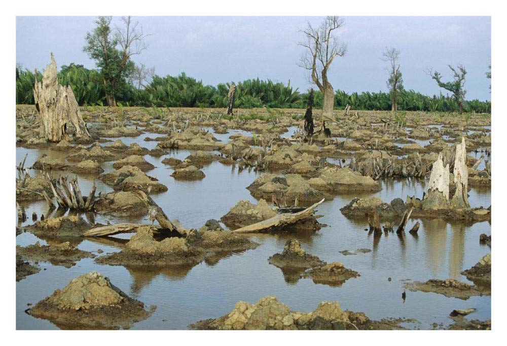 Mangrove in Mahakam Delta 80% destroyed in 2001 because of tiger shrimp farm, East Kalimantan, Indonesia-Paper Art-32x22”