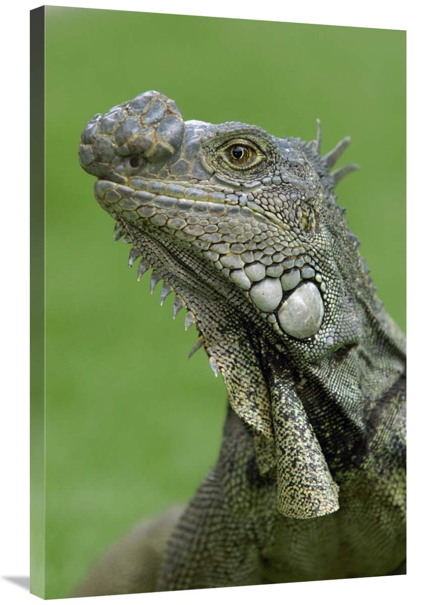 Green Iguana, Seminario Park, Guayaquil, Ecuador-Canvas Art-24x36”