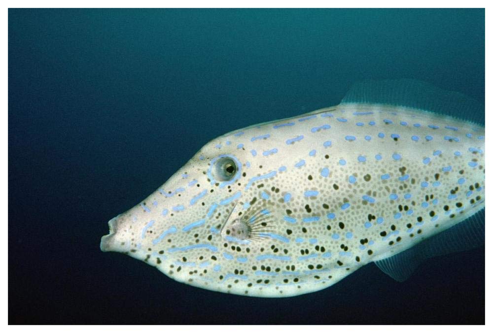 Scrawled Filefish portrait off of Cocos Island, Costa Rica-Paper Art-62x42”