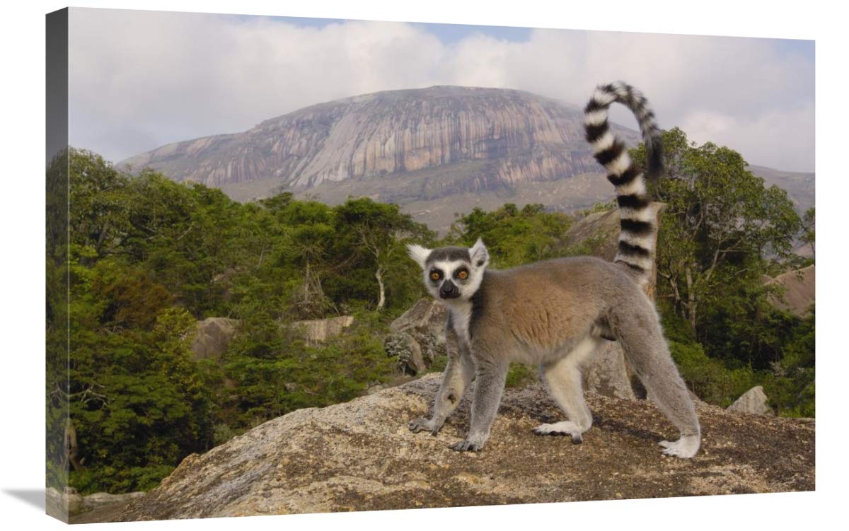 Ring-tailed Lemur in the Andringitra Mountains, Madagascar-Canvas Art-30x20”