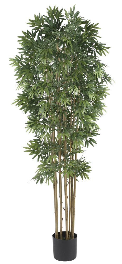 6 Bamboo Japanica Silk Tree