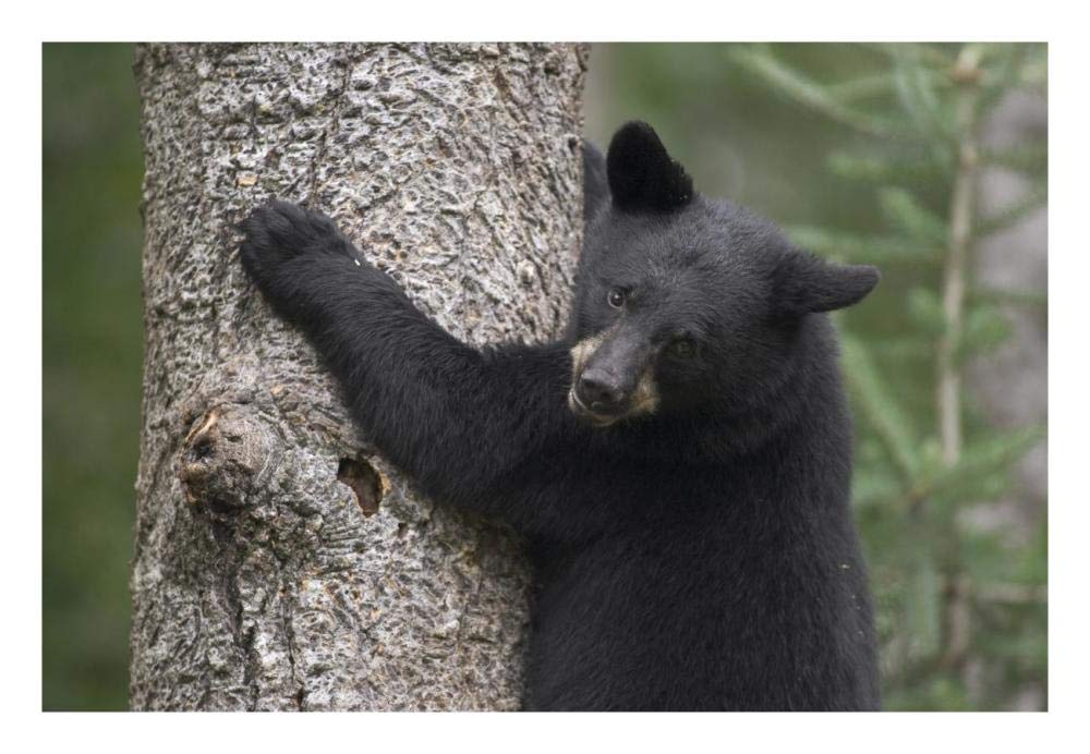 Black Bear cub in tree safe from danger, Orr, Minnesota-Paper Art-26x18”
