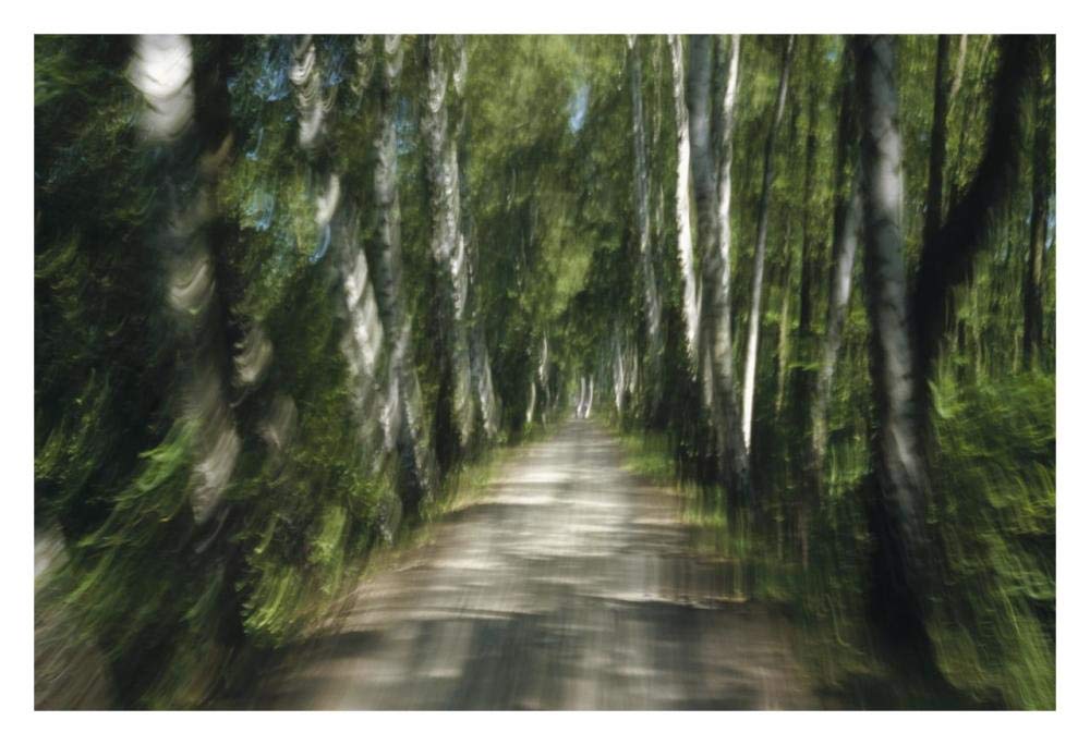 Tree lined road, abstract Oberbayern, Germany-Paper Art-32x22”