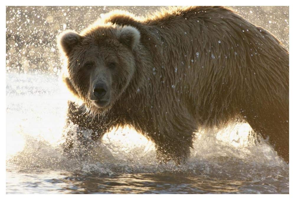 Grizzly Bear foraging for salmon in stream, Katmai National Park, Alaska-Paper Art-50x34”
