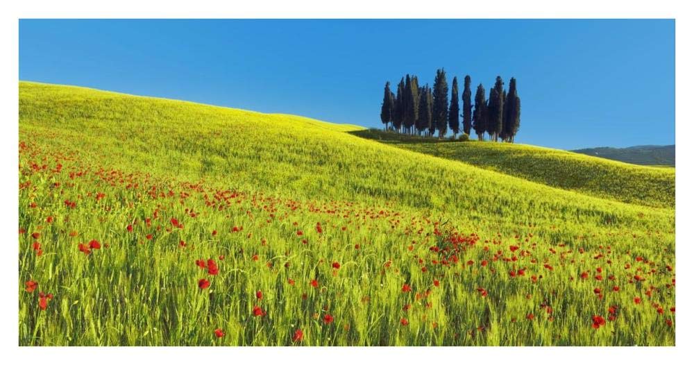 Cypress and corn field, Tuscany, Italy-Paper Art-38x20”