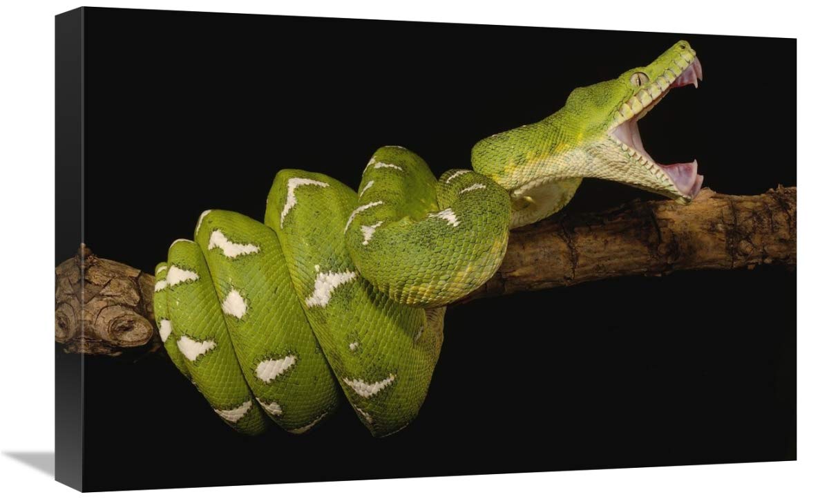 Emerald Tree Boa showing independent mobility of four jaws, Amazon, Ecuador-Canvas Art-24x16”