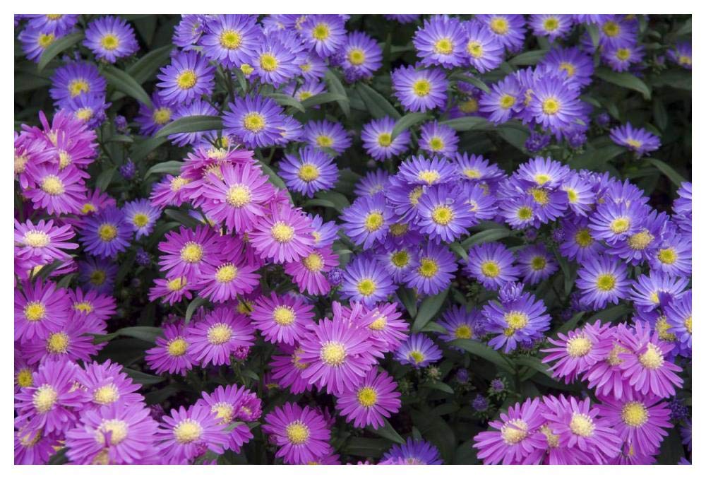 Aster flowers-Paper Art-50x34”