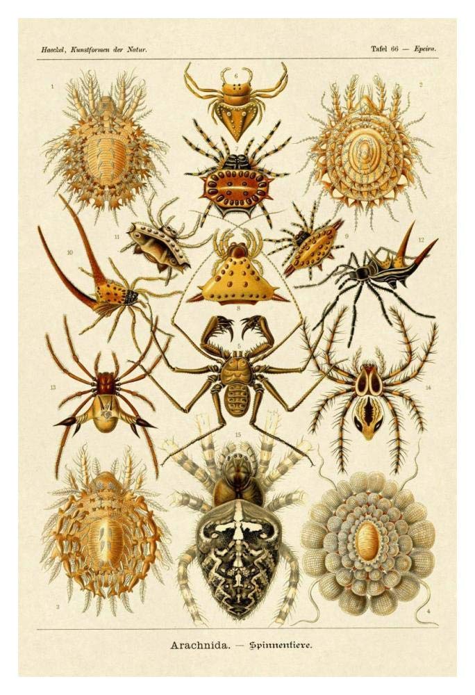 Haeckel Nature Illustrations: Spiders-Paper Art-14x20”