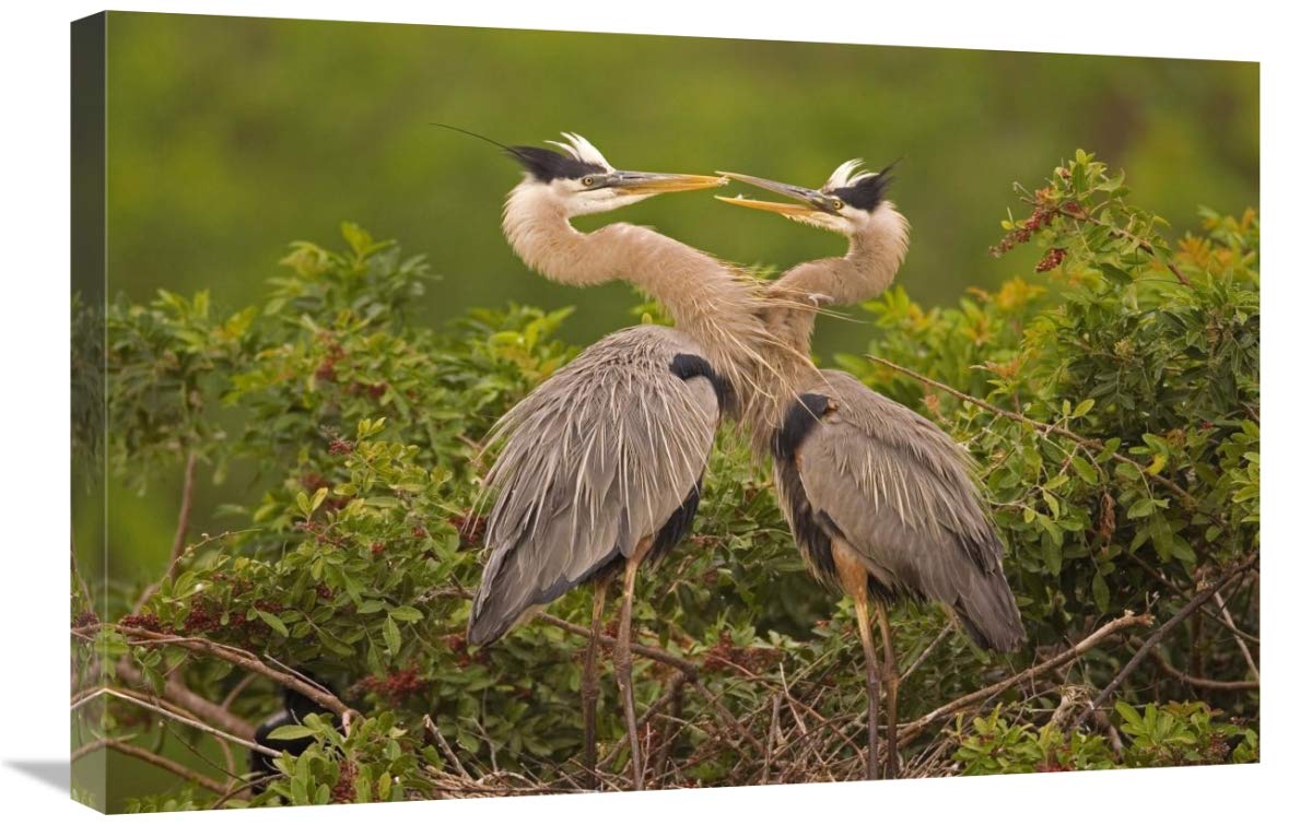 Great Blue Heron pair interacting on nest in mangroves, Venice, Florida-Canvas Art-30x20”
